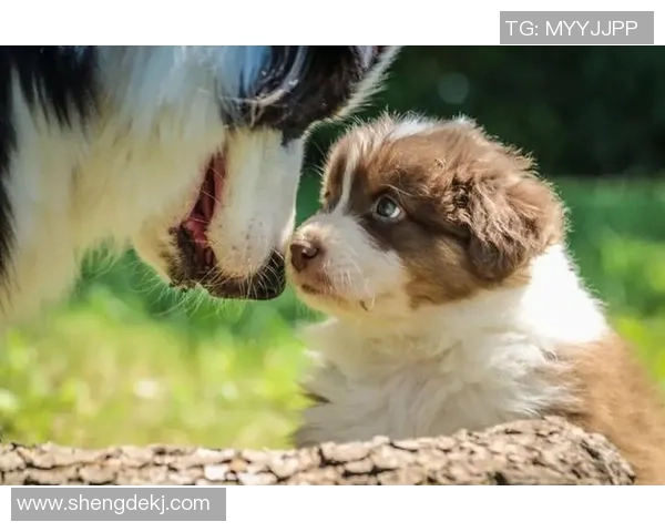 狗子足球:探索宠物与运动结合的乐趣与健康之道